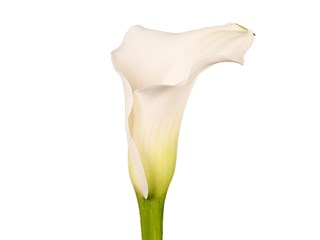 Zantedeschia Captain Rialto