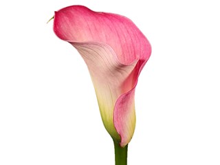 Zantedeschia Captain Romance