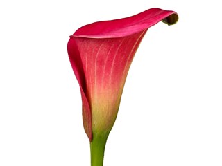 Zantedeschia Captain Samba