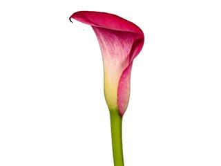Zantedeschia Sumatra