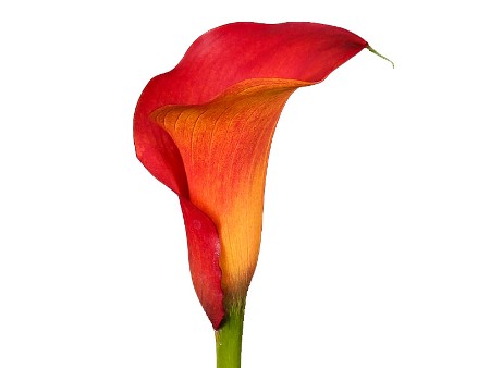 Zantedeschia Captain Trinity