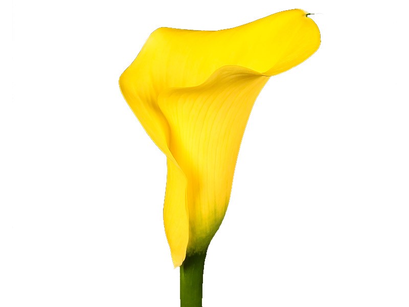 Zantedeschia Captain Tuscan