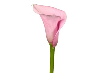 Zantedeschia Captain Violetta