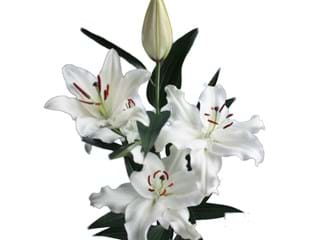 Lilium Or Caroline Tensen