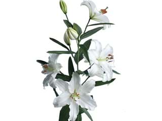 Lilium Or Caroline Tensen