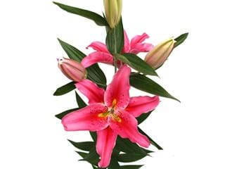 Lilium Or Cassini