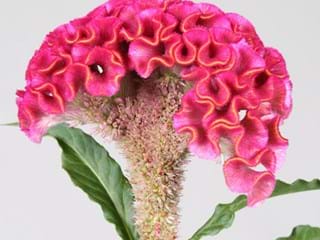 Celosia Act Rima Roze
