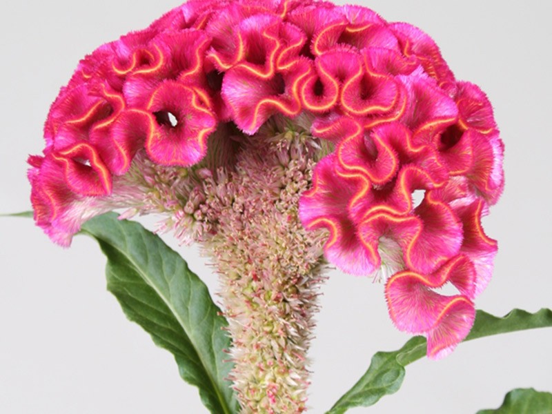 Celosia Act Rima Roze