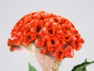 Celosia Act Zara Orange