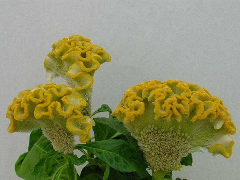 Celosia Bombay Sunshine