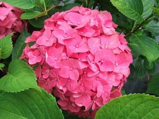 Hydrangea Cerice