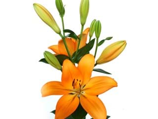 Lilium Az Cesare