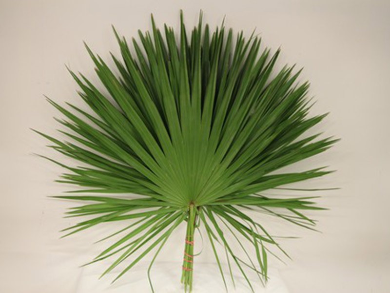 Chamaerops