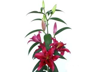 Lilium Or Chataeu Rouge