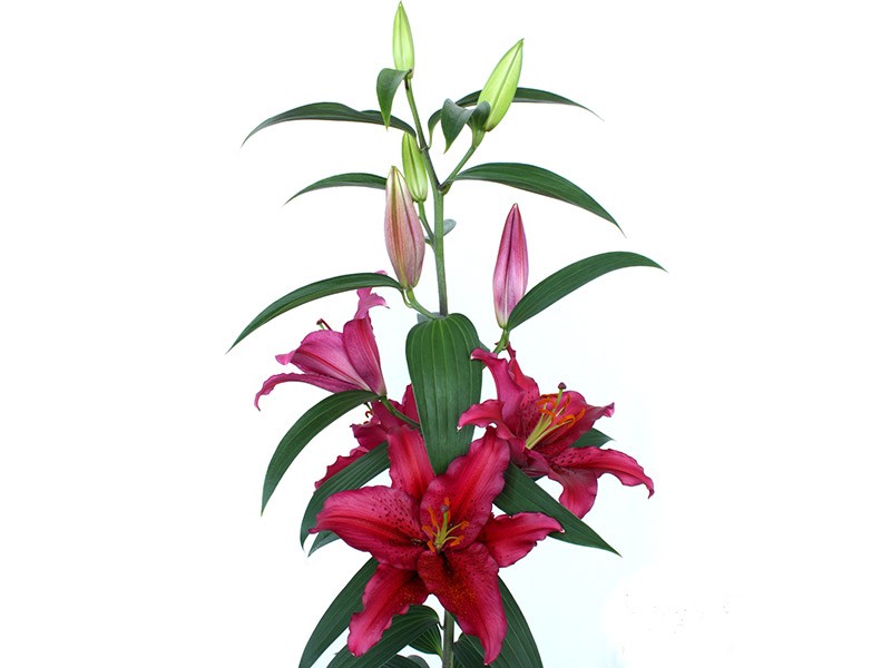 Lilium Or Chataeu Rouge