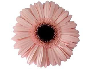 Ζέρμπερες Chevelle