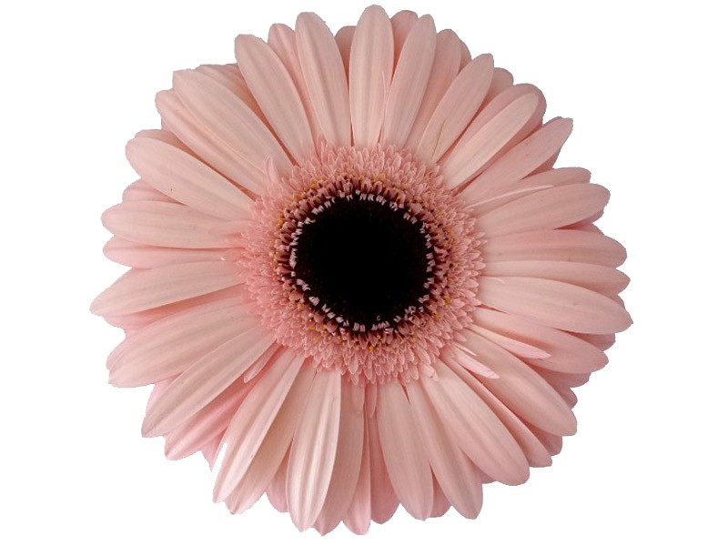 Gerbera Chevelle
