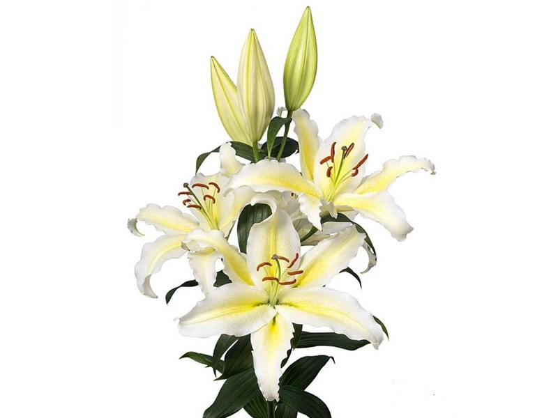 Lilium Or Chill Out