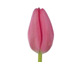 Τουλίπες Choice