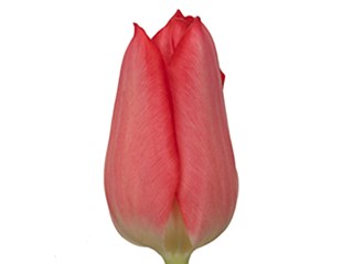 Τουλίπες Christmas Carol