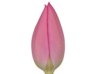 Τουλίπες Christmas Dream 