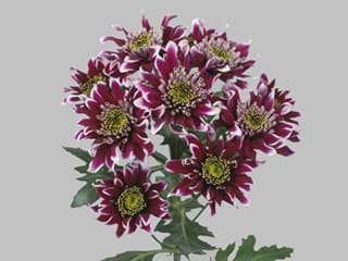 Χρυσάνθεμα Disco