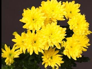 Χρυσάνθεμα Euro Sunny