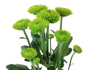 Χρυσάνθεμα Feeling Green