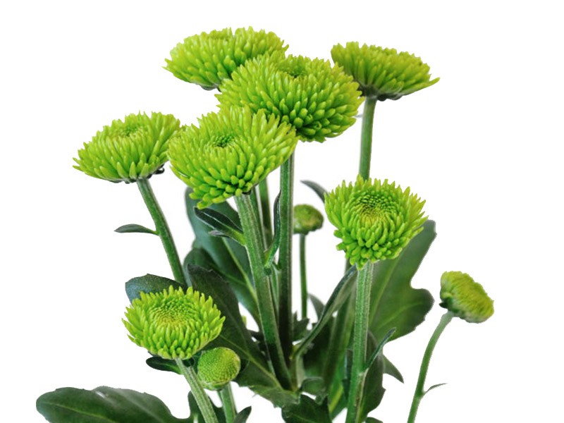 Chr Feeling Green