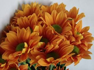 Χρυσάνθεμα Grand Orange