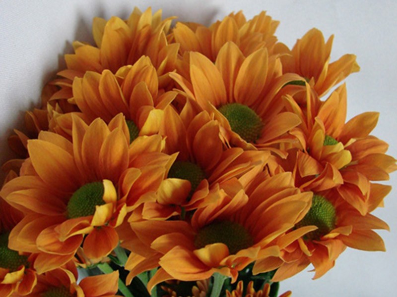 Chr Grand Orange