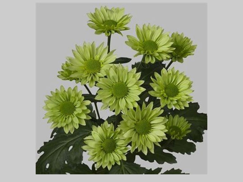 Chr Green Lizard