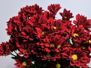 Χρυσάνθεμα Merlot