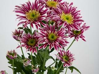 Χρυσάνθεμα Saba