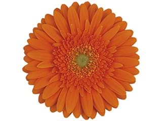 Ζέρμπερες Circuit