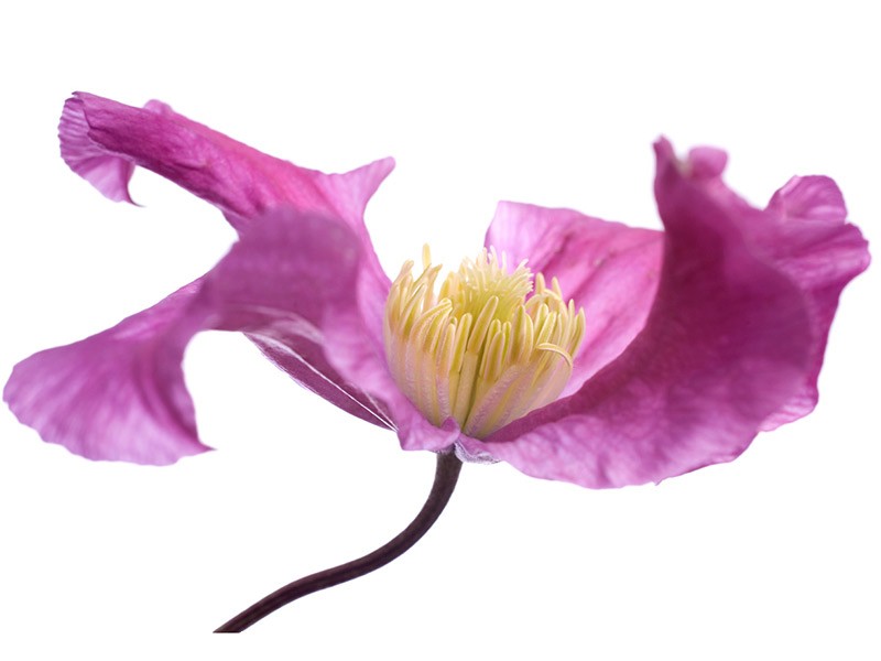 Clematis Star River
