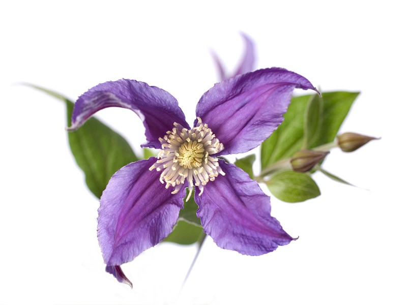 Clematis Pirouette