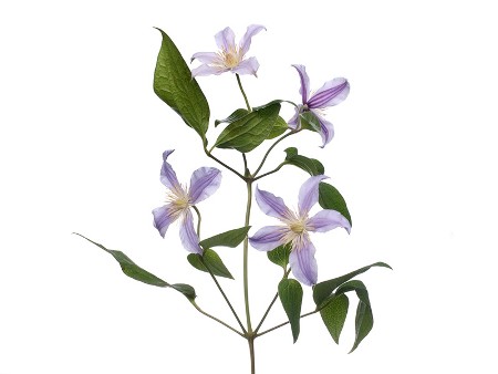 Clematis Inspiration