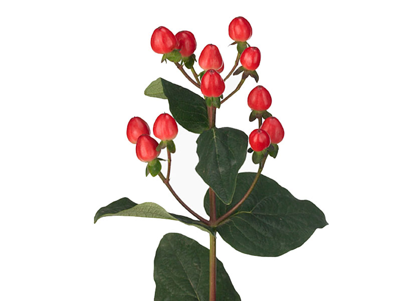 Hypericum Coco Avanti