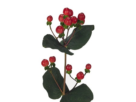 Hypericum Coco Calypso