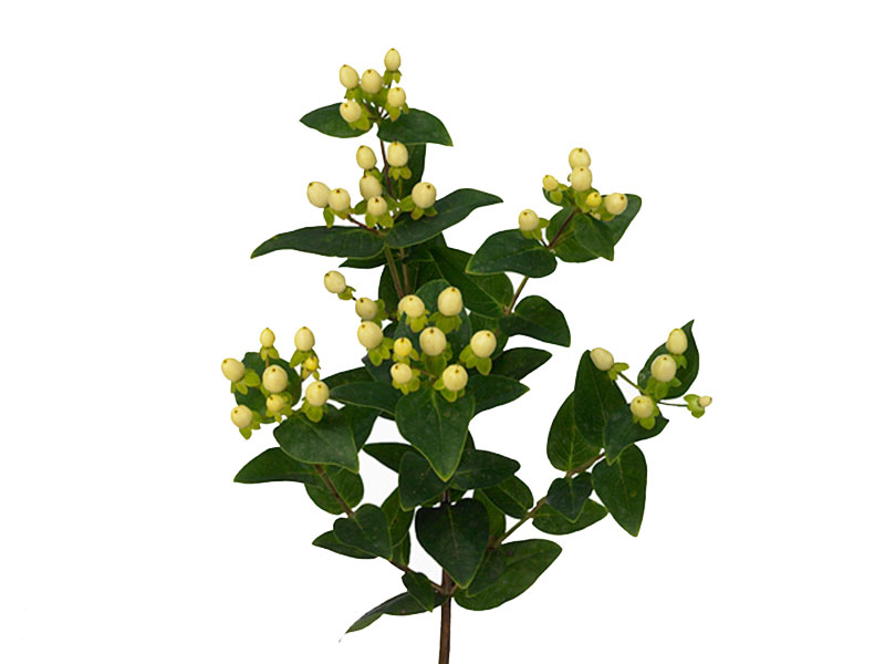 Hypericum Limo
