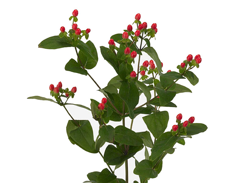 Hypericum Coco Rio