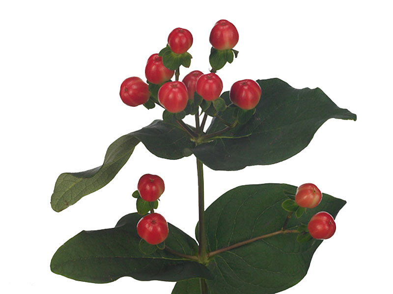 Hypericum Coco Tango