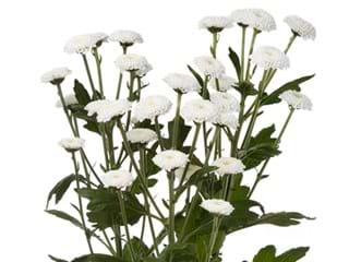 Χρυσάνθεμα Coconut