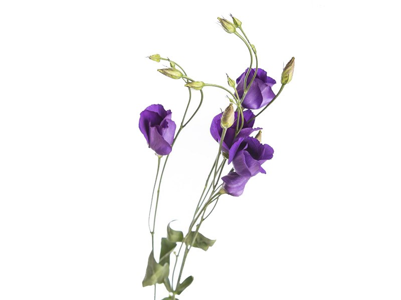 Eustoma Colorando