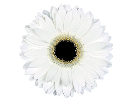 Gerbera White