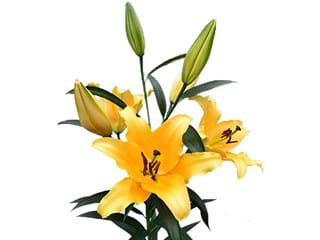 Lilium Or Concovado
