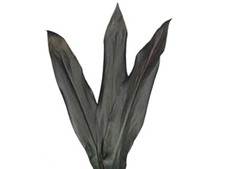 Κορδελίνα Μαύρη