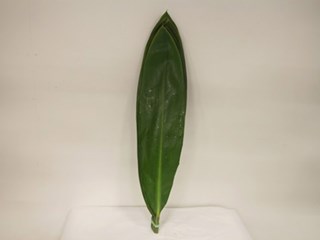 Κορδελίνα Πράσινη