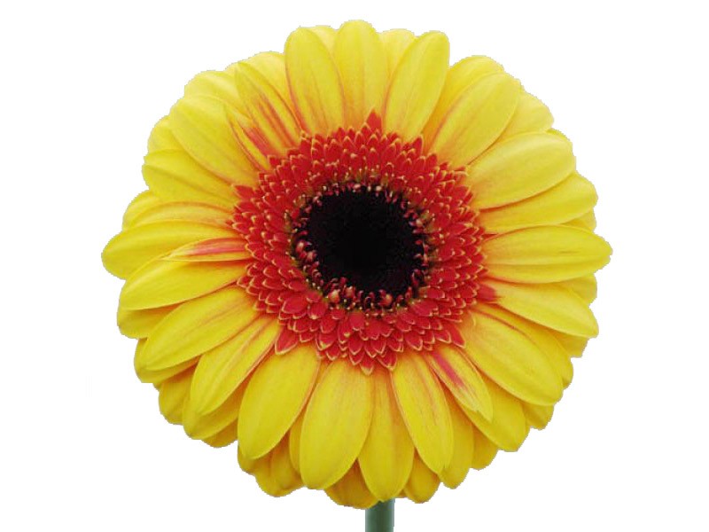 Gerbera Cornice